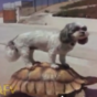 Here are some animals riding other animals