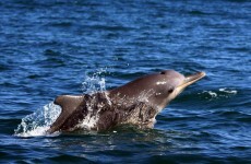 Scientists discover new species of dolphin