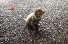 Which Irish rugby legend has the Fota cheetah cub been named after?
