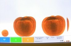 Woman busted smuggling cocaine in pumpkins