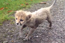 Which Irish rugby legend has the Fota cheetah cub been named after?