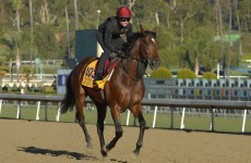 Declaration of War: the horse carrying Irish hopes in $5m Breeders Cup Classic