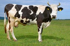 USA to loosen restrictions on imports of EU beef