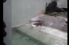 Zoo visitors capture footage of jaguar attacking heron