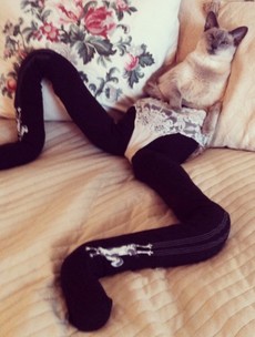Cats wearing tights are way funnier than dogs wearing tights