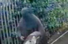 Britain loses second terror suspect after he dons burqa and evades surveillance