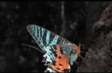 13 incredible GIFs showcasing just how amazing nature is