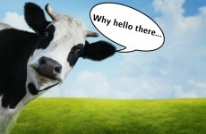 This $110 cologne will make you attractive to cows