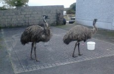 So two emus walked into a house in Galway...