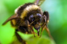 Debunked: Will a bee die if it stings you?