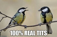 There's a new 'UCC Bird of the Day' Facebook page already