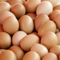 China exchange hatches plan for egg futures
