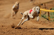 Property tax, greyhounds and everything else happening in Leinster House today
