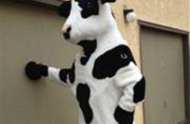 Cow suit thief arrested in Craiglist sting · The Daily Edge