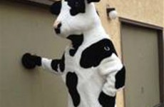 Cow suit thief arrested in Craiglist sting