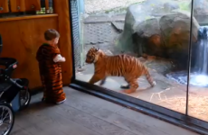 WATCH: Real life tiger cub plays with kid in tiger costume