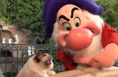 WATCH: Grumpy cat meets grumpy the dwarf