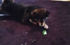 Who knew dogs hated broccoli so much?