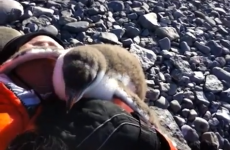 Adorable baby penguin meets human for first time