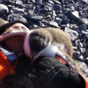 Adorable baby penguin meets human for first time