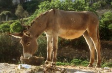 Donkey awarded for saving sheep's life