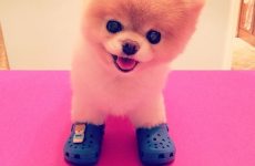 'The world's cutest dog' Boo is collaborating with Crocs