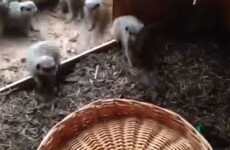 Wicker basket frightens the life out of meerkats
