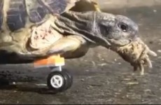 Tortoise has amputated leg replaced with Lego wheel