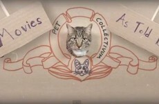 WATCH: The Hunger Games, as reenacted by cats
