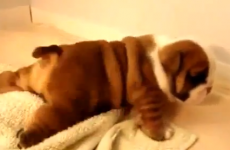 Here are some unspeakably cute bulldog puppies learning to walk