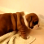 Here are some unspeakably cute bulldog puppies learning to walk
