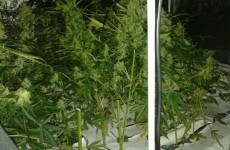 Seven arrests as gardaí swoop on cannabis grow houses in Wexford