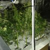 Seven arrests as gardaí swoop on cannabis grow houses in Wexford