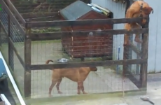 WATCH: Here's how your dogs keep escaping