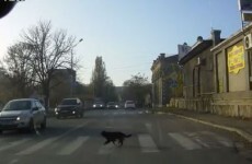 Clever dog knows how to use pedestrian crossing