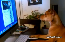 Watch these adorable dogs trying to act like humans