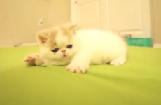 This ridiculously cute kitten totally thinks he's a dog