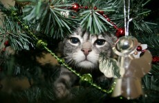 Poll: When should the Christmas decorations go up?