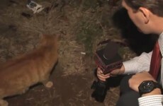 TV reporter interviews cat about water rate increases