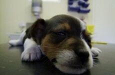 Vets 'shocked' that tail docking could be allowed under new regulations