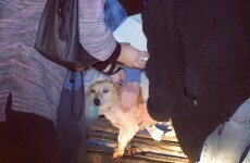 Animal charity euthanised dogs at roadside following loss of premises