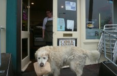 Give a dog a scone...