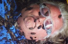 6 reasons it's completely ok to watch and enjoy I'm a Celeb...
