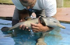 Watch this baby dolphin thank the fisherman that frees it from a plastic bag