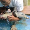 Watch this baby dolphin thank the fisherman that frees it from a plastic bag