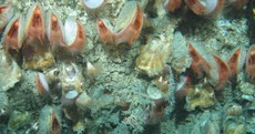 NUIG scientists find deep-sea world off Irish coast