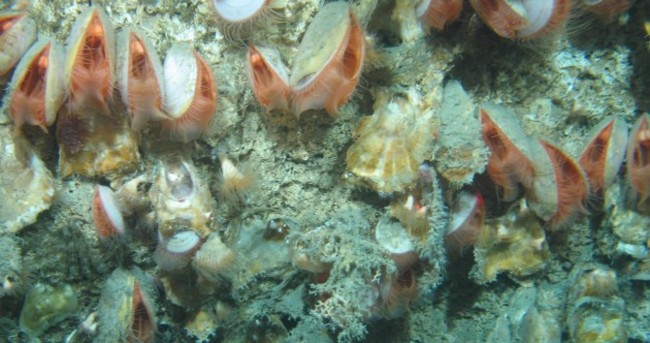 NUIG scientists find deep-sea world off Irish coast