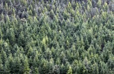 IMPACT warns Bord na Mona merger would give Coillte a 'weak voice'