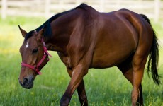 Over 50 horses seized from Cork site