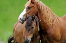 Horse owners 'should get financial help' to tackle unwanted equine problems